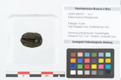 Foto (Objekt + Etikett) von Elaeis eocenica Ettingshausen (NHMW-GEO-2024-0188-9157)